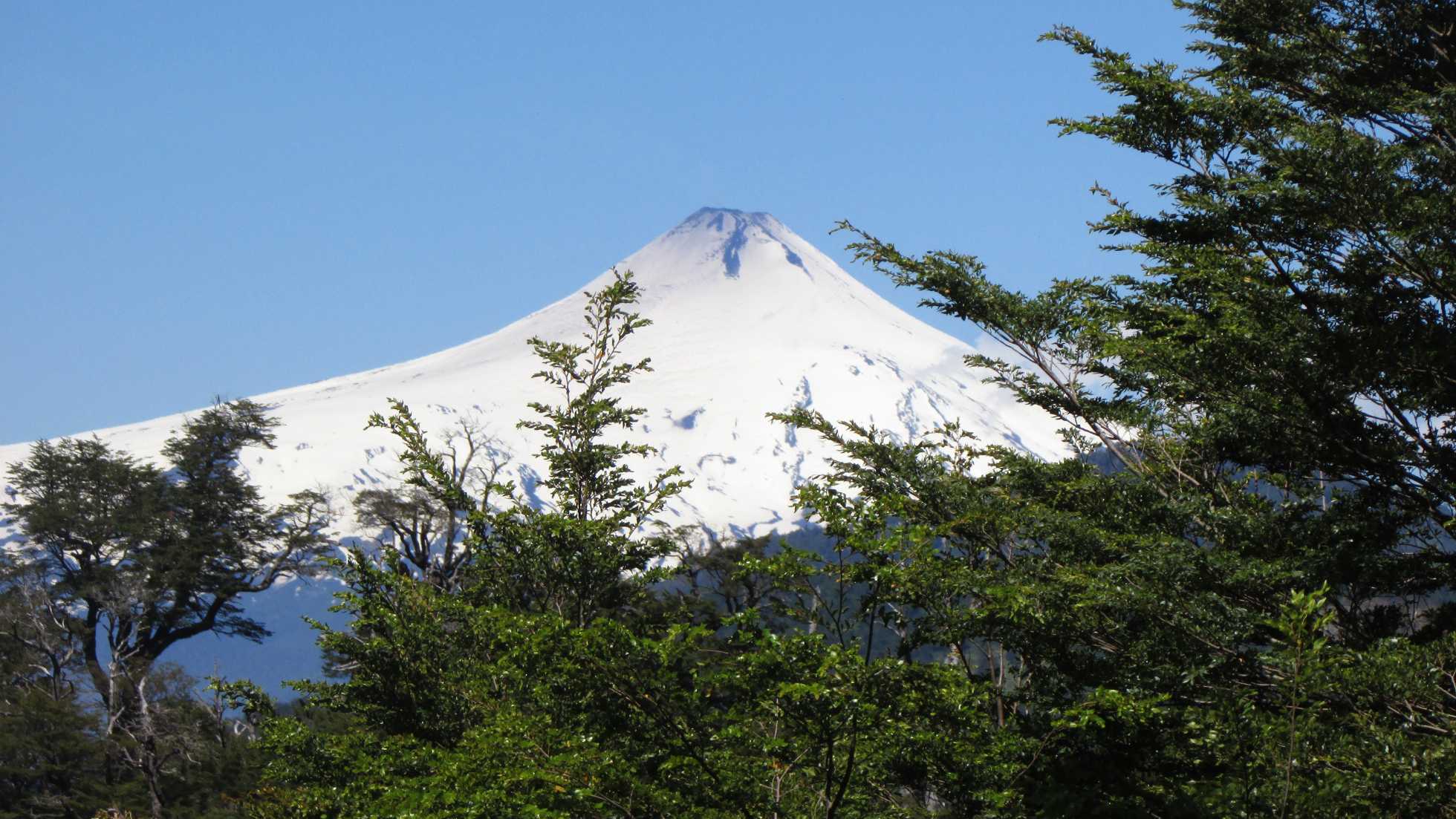 El bosque que respira contigo: la importancia de los árboles nativos de la Araucanía